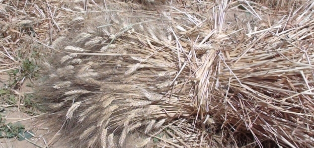 مزارع القمح بجنوب سيناء