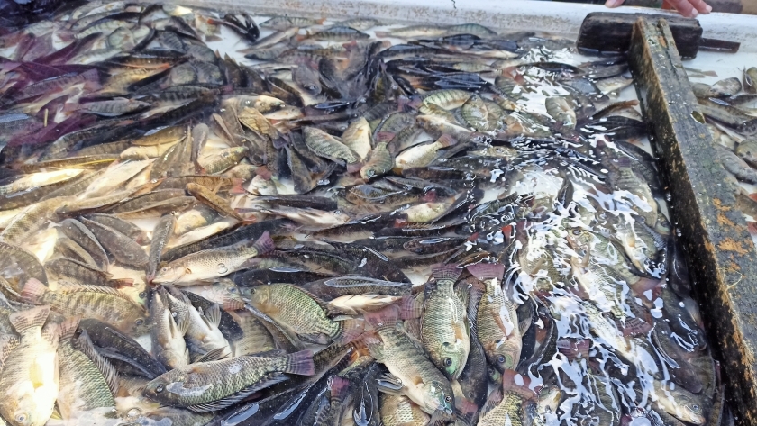 أسعار السمك اليوم في سوق العبور