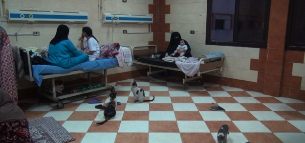 القطط تقاسم المرضى وذويهم طعام الإفطار داخل غرف مستشفى بولاق