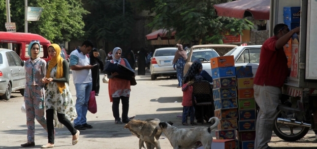 الكلاب الضالة تحاصر مستشفى أبوالريش