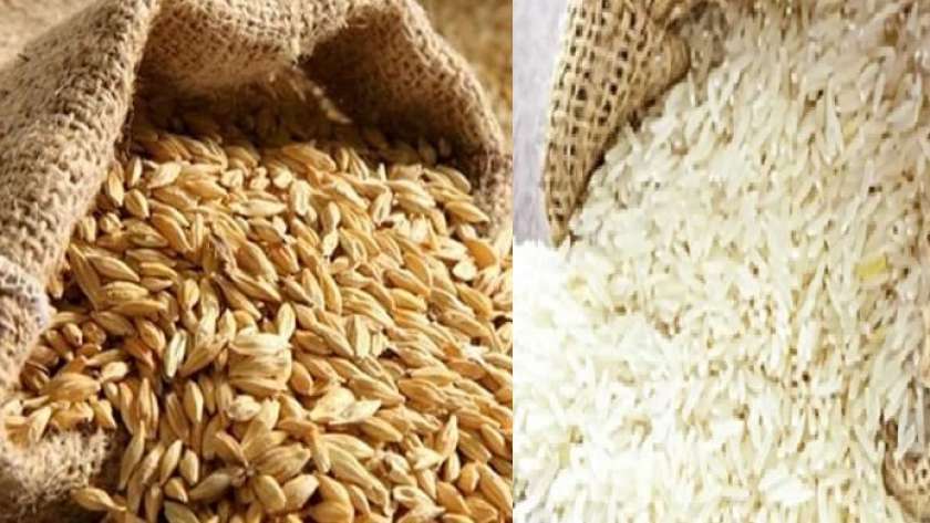 الأرز الأبيض والشعير