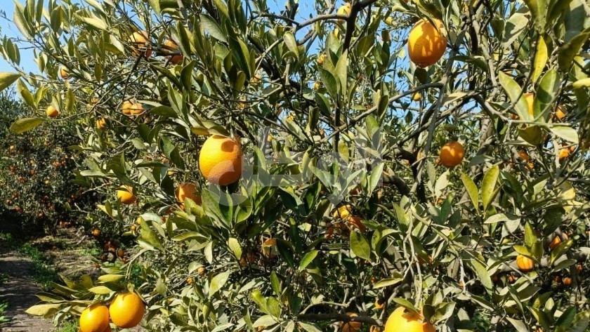 شجرة البرتقال