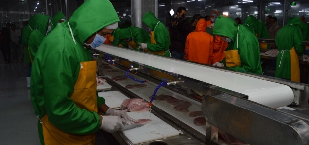 عمال مصانع «السمك والجمبرى» فى «بركة غليون» يتبعون أعلى معايير الأمان الصناعى