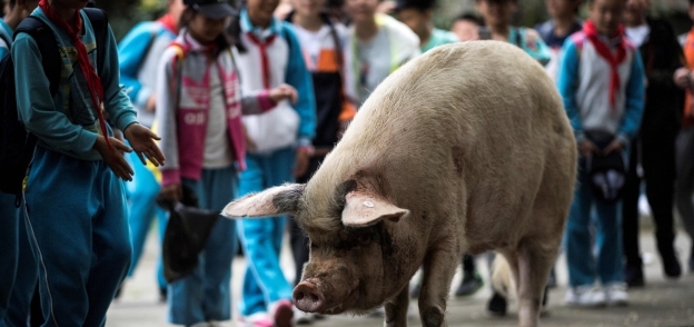 محاولات السيطرة على حمى الخنازير الإفريقية مستمرة