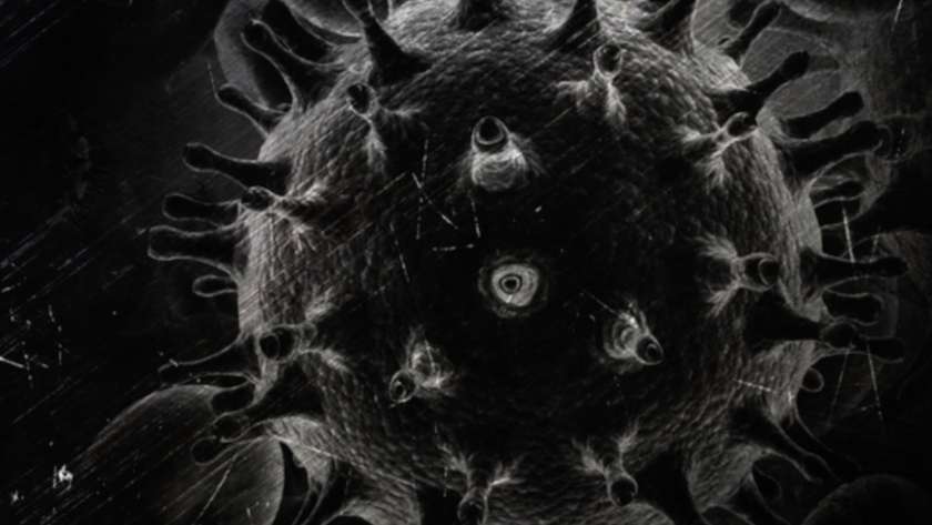 شكل فيروس  الفطر الأسود