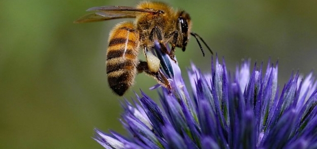 تصدير  نحل العسل