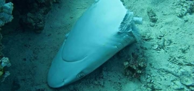 بالصور| "المحافظة على البيئة" ترصد جرائم لقتل أسماك القرش في البحر الأحمر