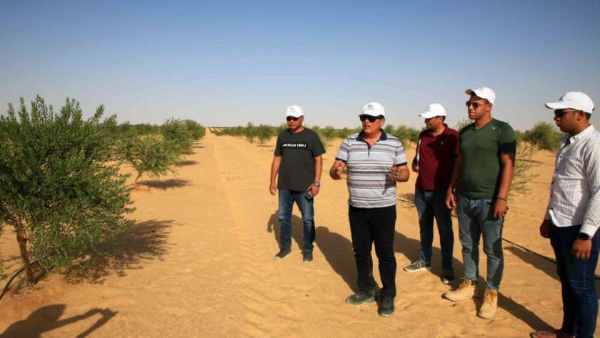 رئيس الريف المصري الجديد وسط زراعات الزيتون