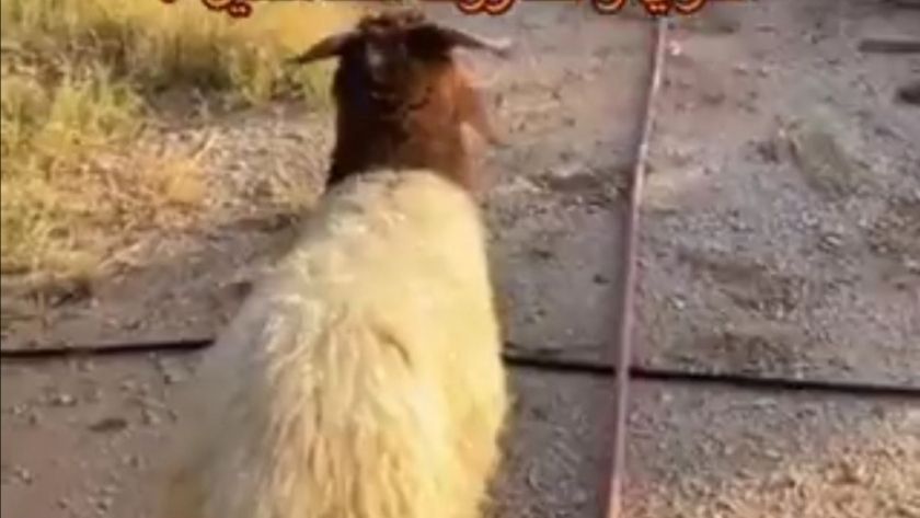 خروف يذهب لمكان الذبح في السعودية