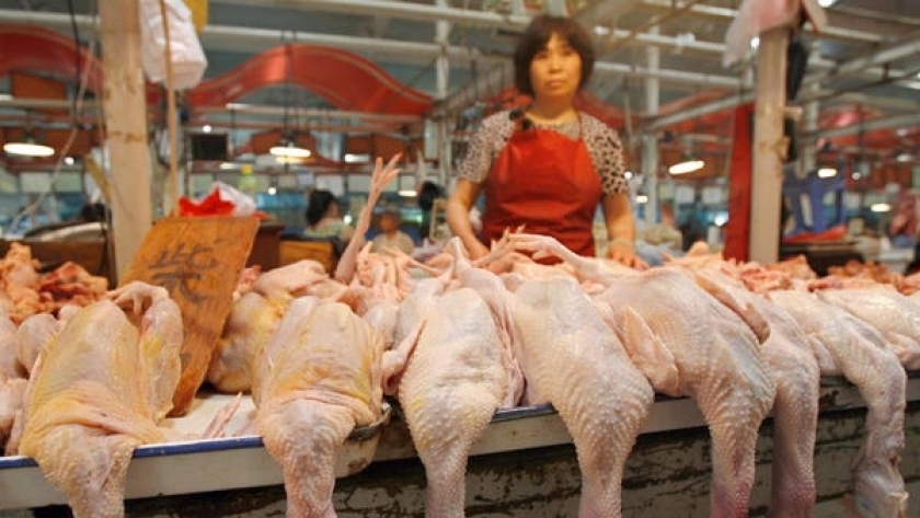 عاجل.. الصين تحظر بيع واستهلاك الحيوانات البرية