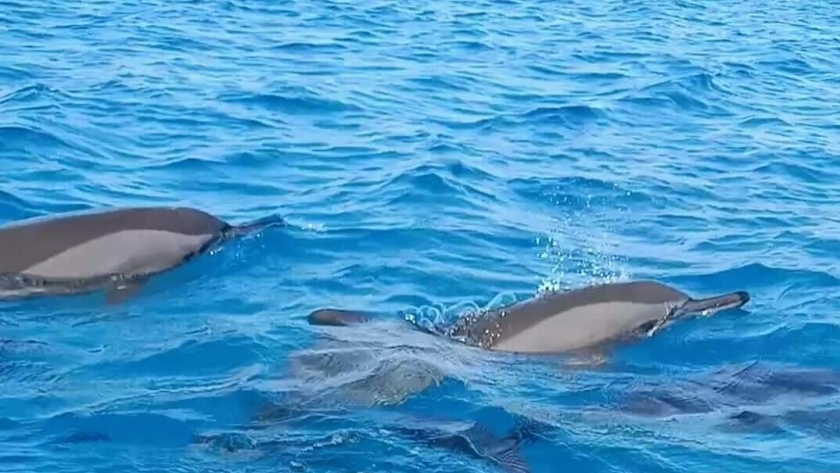 ظهور الدلافين بشواطئ مرسى علم