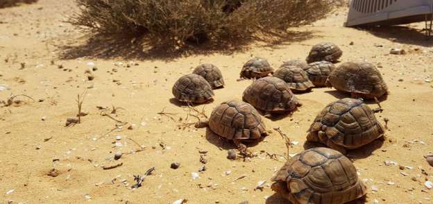 "إسكندرية لإنقاذ الحياة البرية" يعيد توطين 15 سلحفاة إلى الصحراء