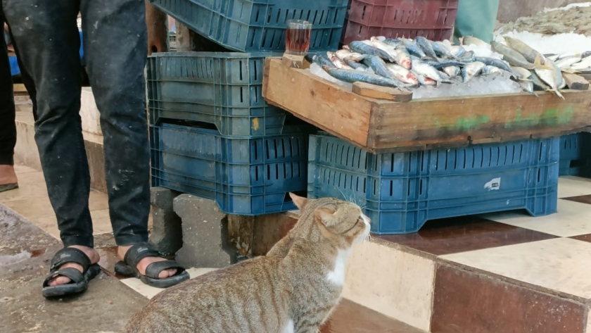 القط مشمش 5 سنوات في حلقة السمك بالغردقة
