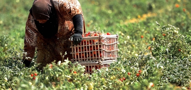 مطالبة بتفعيل آليات زراعية لحماية الحاصلات الزراعية
