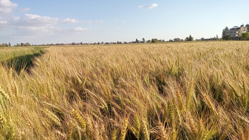 زراعة القمح بسوهاج -أرشيفية
