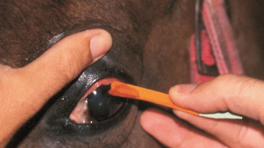 صورة أرشيفية - مرض اعيون الخيول