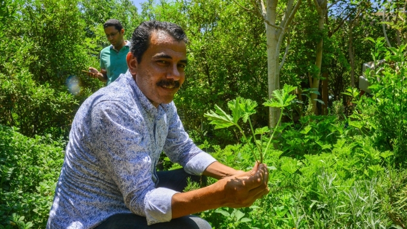 نبيل محروس، مدير مركز الوعي البيئي، يشرح فوائد النباتات الطبية والعطرية