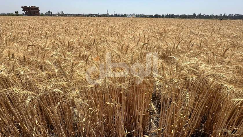 محصول القمح يزين الأراضي