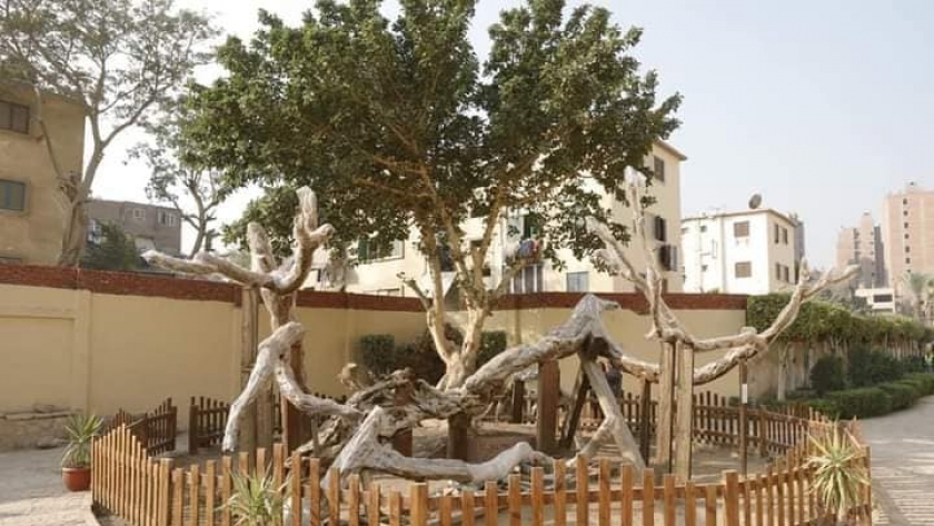أعمال تطوير شجرة مريم