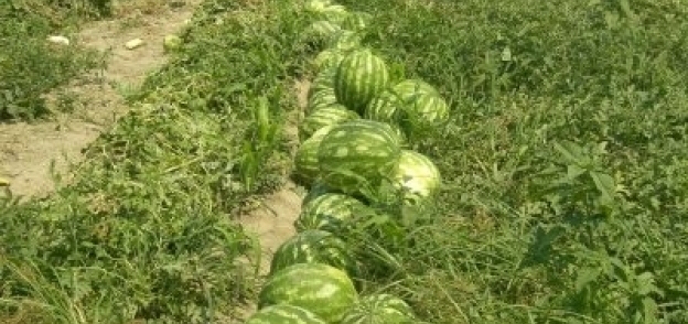 جمع البطيخ في الحقول الزراعية
