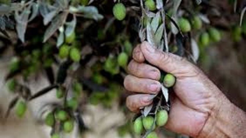 لماذا تعتبر شجرة الزيتون رمز لصمود الفلسطينيين؟