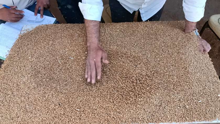 إنتاجية القمح في مصر