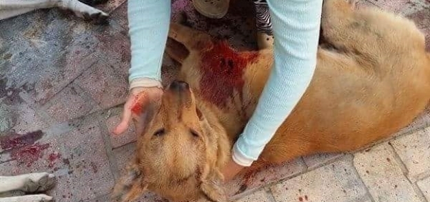 شهود عيان يروون تفاصيل "مجزرة الكلاب" في الإسكندرية: "اتقتلوا وهما بيحموا بعض"