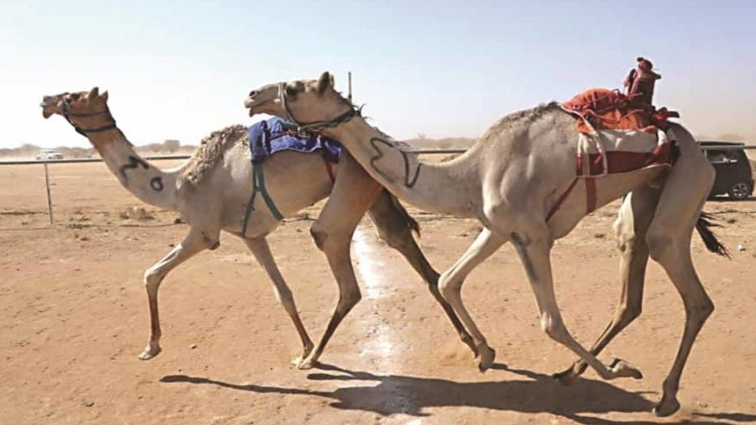 سباق الهجن بشمال سيناء