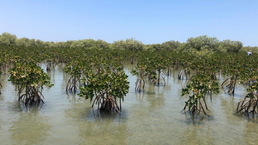 غابات المانجروف تزرع على المياه المالحة في البحر الأحمر