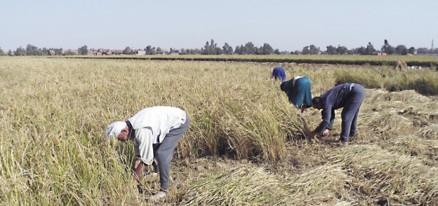 زراعة الأرز تحتاج إلى مياه وفيرة مما يهدد بالجفاف 
