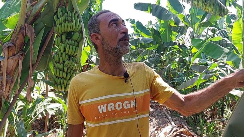 زراعة الموز بالشرقية