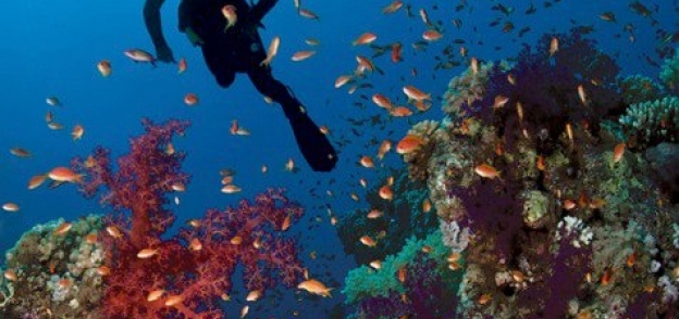 الشعاب المرجانية توفر المأوى والغذاء لأنواع مختلفة من الكائنات الأخرى