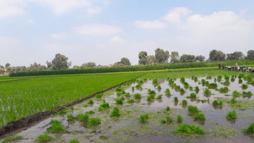 بالصور :وكيل الزراعةبالغربية:زراعه 67ألف و977فدان أرز وفق دوره زراعية