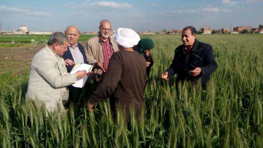 مدير معهد أمراض النبات يتفقد حقول القمح