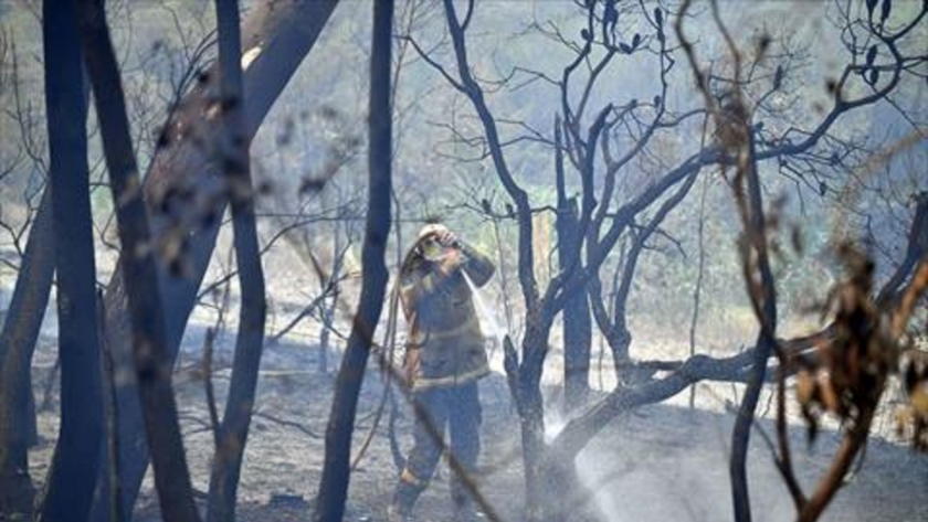 حريق غابات استراليا