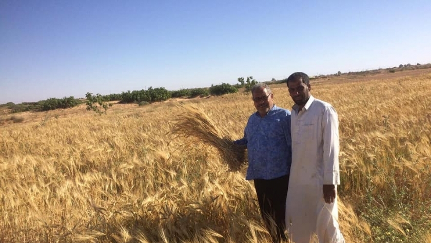 زراعة القمح والشعير في سيدي براني