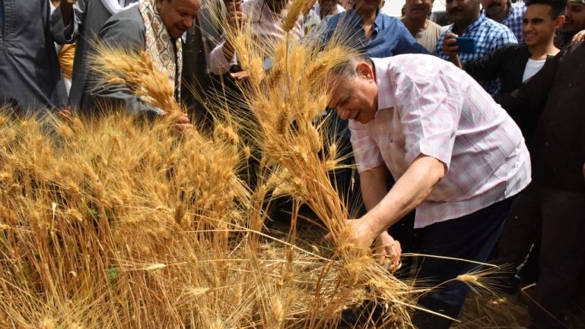 صورة  لحصاد القمح بحضور محافظ اسيوط
