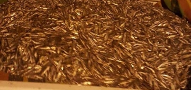 صورة زريعة أسماك محظور صيدها في الفيوم