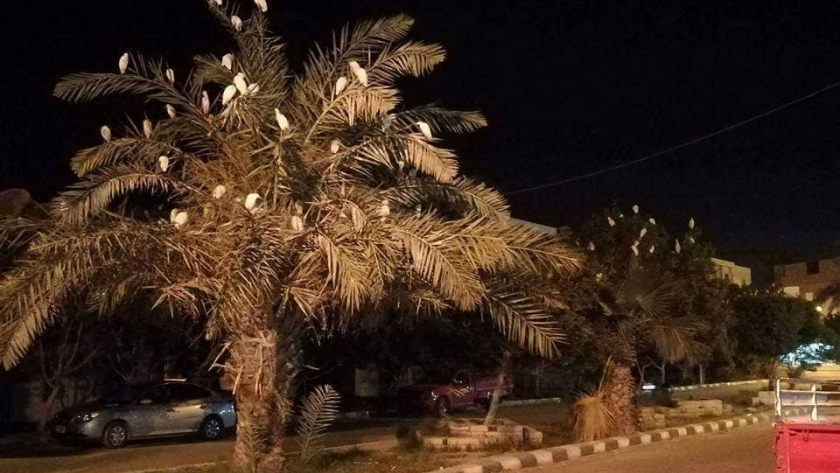 طائر ابوقردان يعشش بميدان الاسعاف بمدينة موط