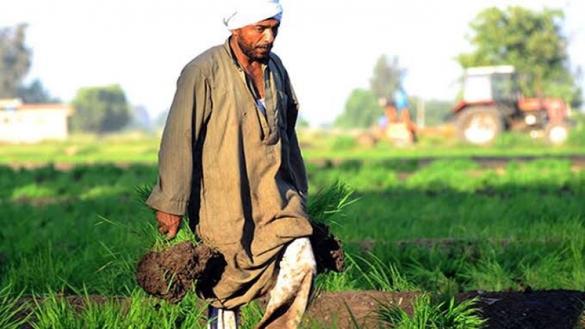 مزارع مصري