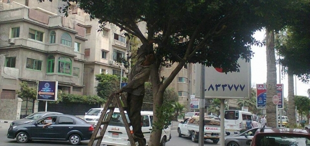 حي وسط بالإسكندرية يستكمل أعمال تقليم وتزين الأشجار والنخيل