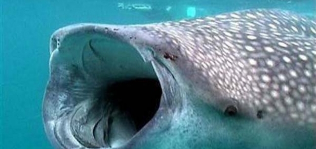 بالصور| ظهور القرش الحوتي في مياه الغردقة