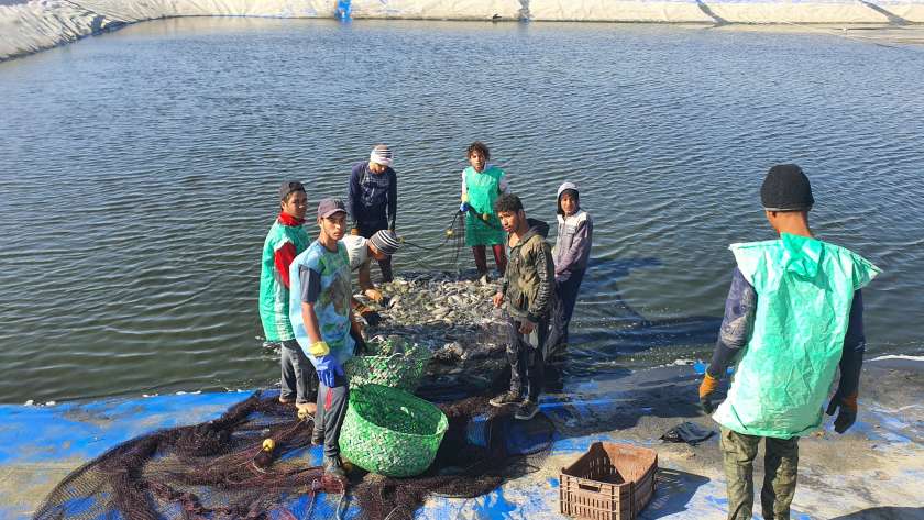 إنتاج السمك في المزارع النموذجية بجنوب سيناء