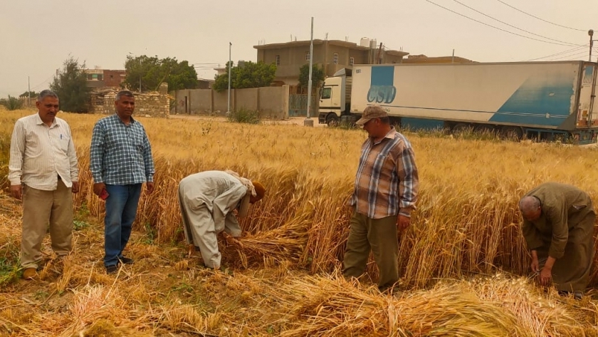 الزراعة تتابع موسم حصاد القمح وتوجّه بتذليل العقبات أمام الفلاحين