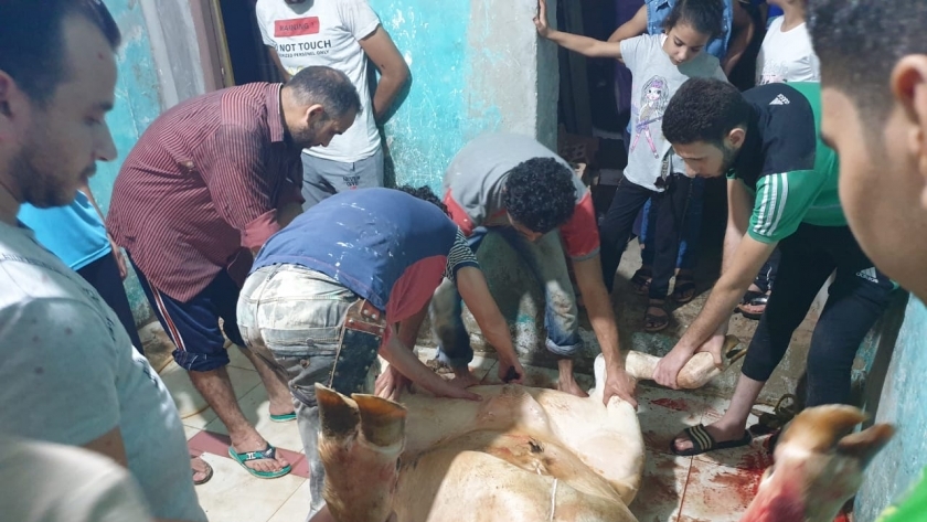 ذبح الأضحية بمشاركة كل أفراد الأسرة من أبزر مظاهر العيد