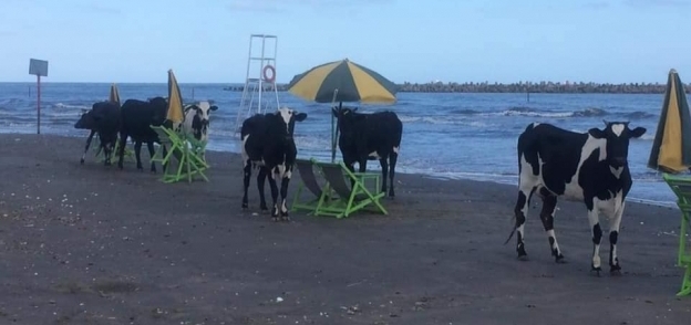 الأبقار تتنزه على شواطئ مصيف رأس البر ..والمواطنين" من حق الجميل يتدلع وبورتو البقرة هتصيف يعنى هتصيف"