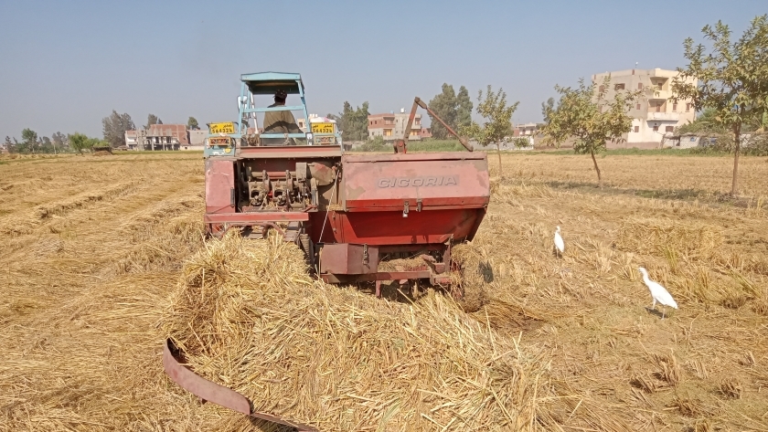 صورة قش الأرز في كفر الشيخ