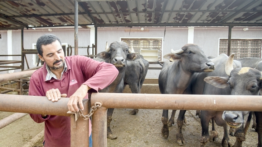 المزرعة البحثية لتحسين سلالات الماشية داخل معهد التناسليات الحيوانية التابع لوزارة الزراعة