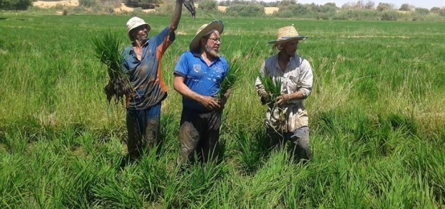 مزارعون أثناء حصاد الأرز