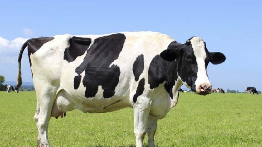 صورة أبقار عالية الإنتاجية من الألبان